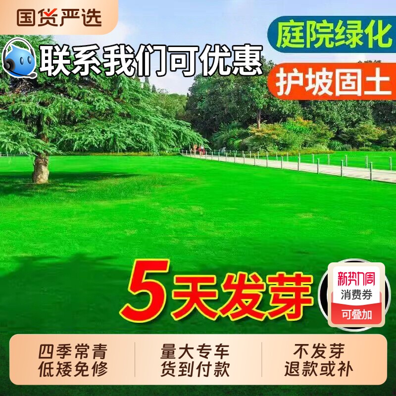 草坪草籽四季常青庭院矮生地毯草绿化护坡狗牙根马尼拉黑麦草种子