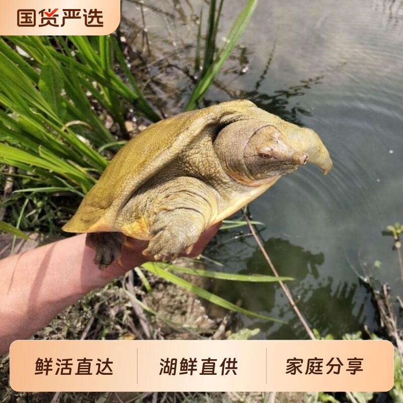 甲鱼鲜活水鱼生态外塘背老鳖高品质安徽野养散中华鳖王八水产食用