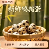50枚/整箱！农家新鲜自产散养生鹌鹑蛋  礼金+下拉点淘金币补贴9.9元包邮