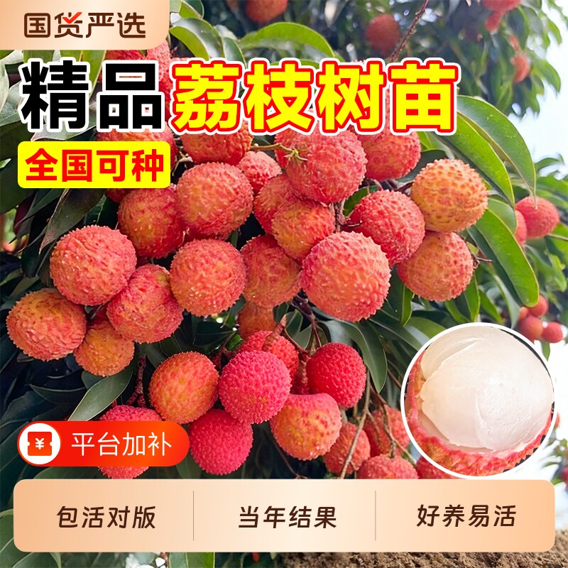 荔枝树苗嫁接果树苗无核桂味盆栽水果苗四季进奉白糖罂糯米种植