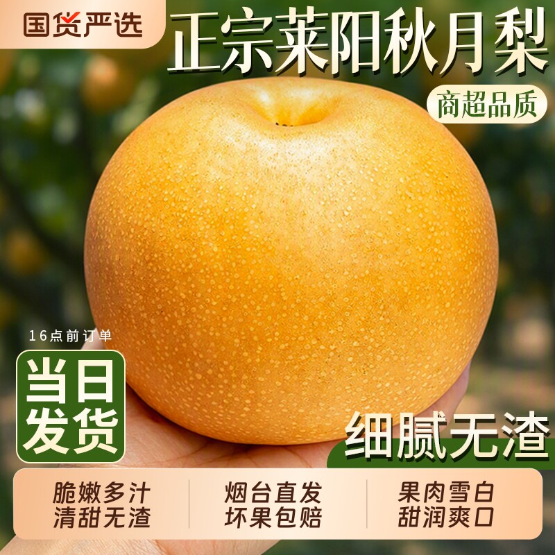 正宗山东莱阳秋月梨现摘现发水果新鲜当季冰糖雪梨子大果整箱直发