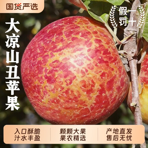 云南昭通丑苹果脆甜多汁产地直供