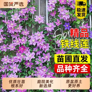 铁线莲大苗带花苞乌托邦倒影爬藤植物庭院耐寒花卉盆栽阳台耐热