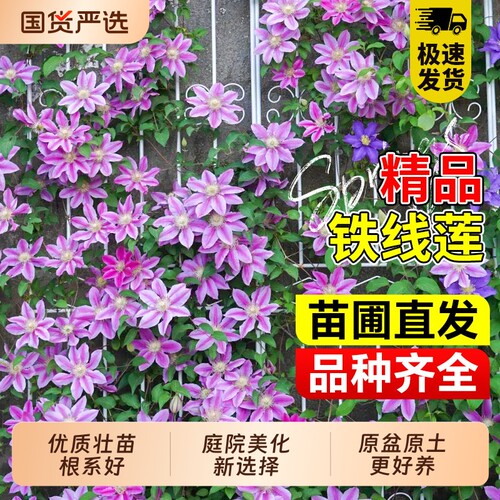 铁线莲大苗带花苞乌托邦爬藤植物