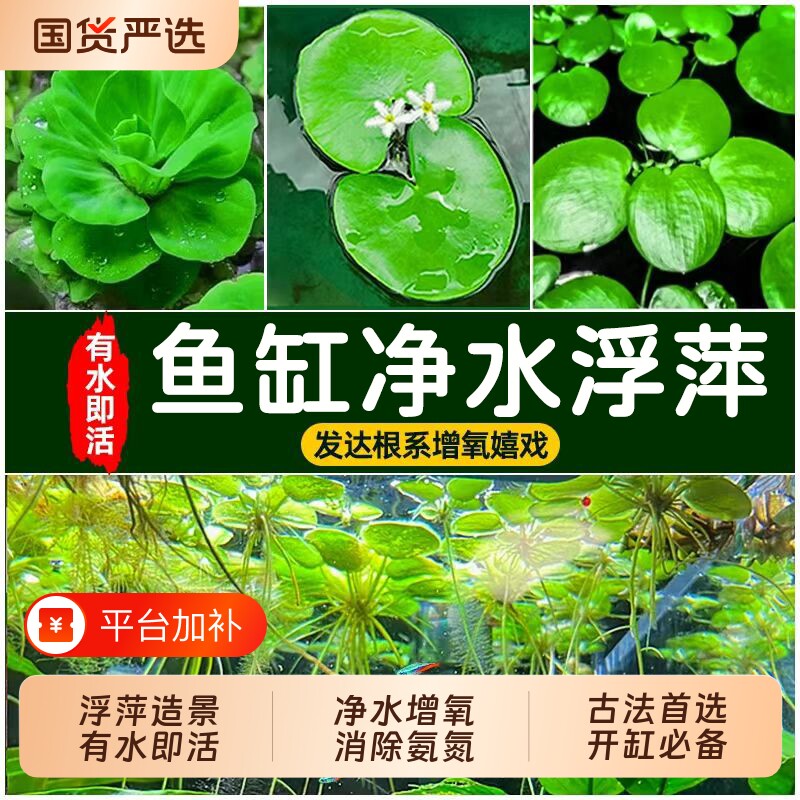 浮萍水草古法养鱼缸一叶莲水芙蓉植物龟缸虾躲避水培造景养龟增氧