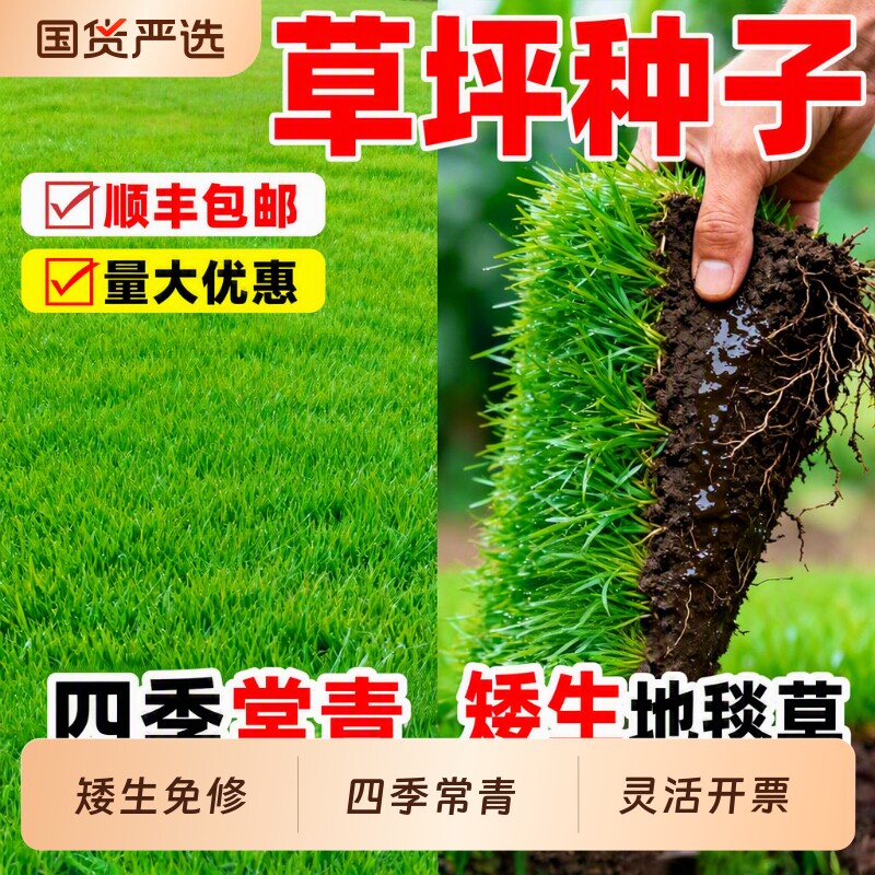 草坪种子草籽四季常青矮生绿化护坡固土狗牙根庭院地毯草皮黑麦草