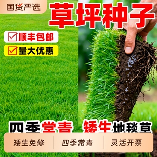 草坪种子草籽四季常青矮生绿化护坡固土狗牙根庭院地毯草皮黑麦草