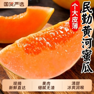 甘肃民勤蜜瓜沙漠9斤黄河哈密瓜甜瓜香脆甜水果新鲜当季现摘尝鲜