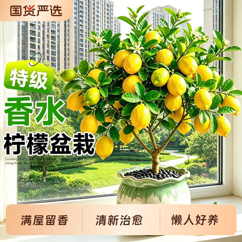 正宗广东香水柠檬树盆栽带果发货