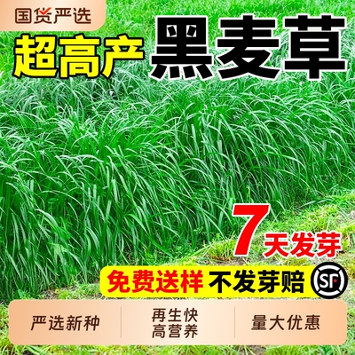 黑麦草种子四季多年生牧草兔鱼吃的草籽玉米苏丹草护坡高产草坪