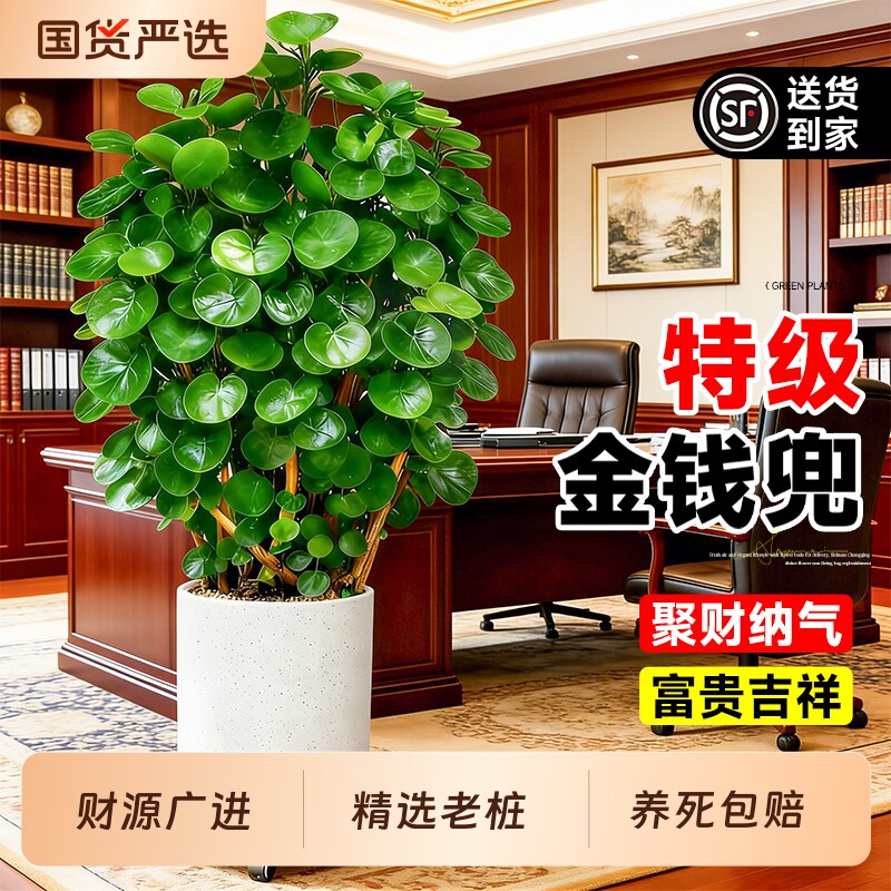 金钱兜高级感客厅盆栽绿植福禄桐室内大型老桩旺宅金钱树桌面耐阴图片