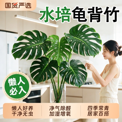 龟背竹水培带根老桩大叶开背