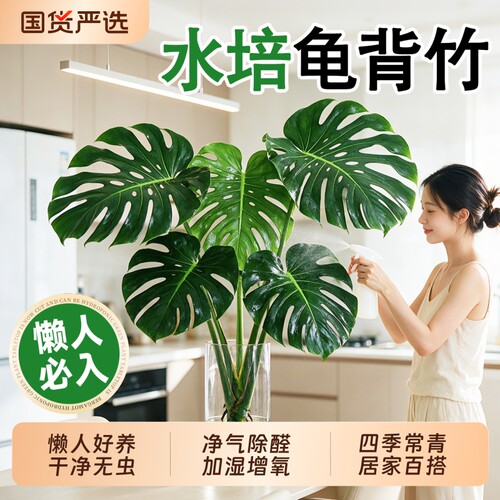 龟背竹水培带根老桩大叶开背