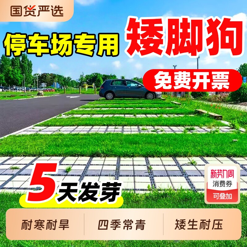 矮脚狗草籽停车场草坪砖草坪种籽耐热耐旱耐压公园停车场专用种子