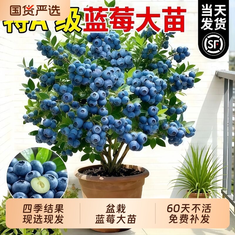 蓝莓树果苗盆栽带果特大号图片