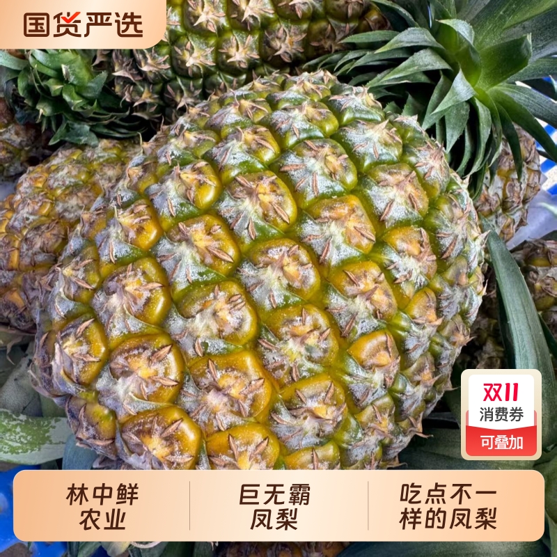 巨无霸特大凤梨海南直发林中鲜