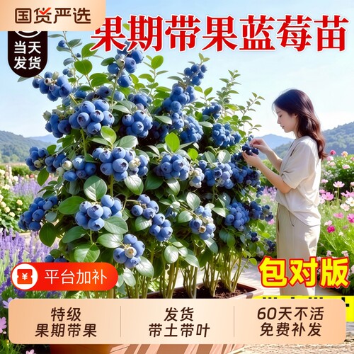 蓝莓树果苗盆栽特大号果期带果