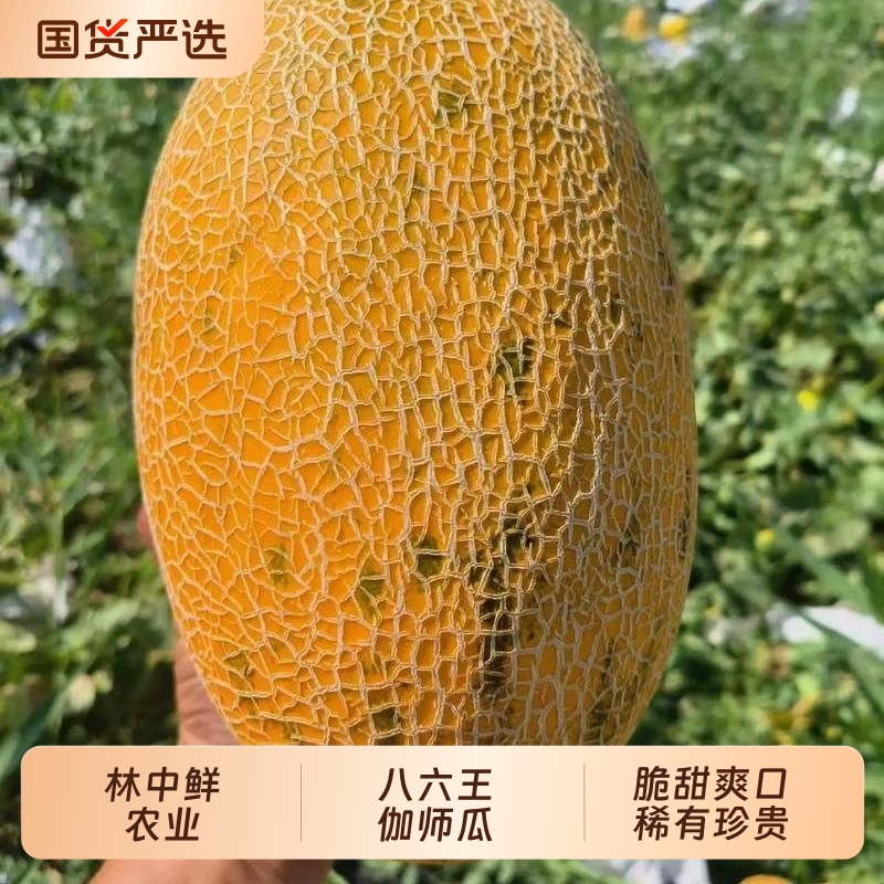 脆甜爽口源头直发伽师瓜林中鲜