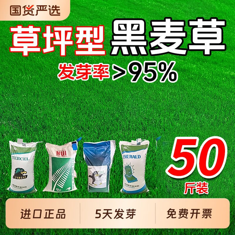 黑麦草种子多年生耐寒草坪草籽矮生四季常青护坡固土工程绿化专用
