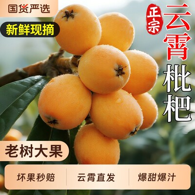 现摘当天发丨正宗云霄甜枇杷