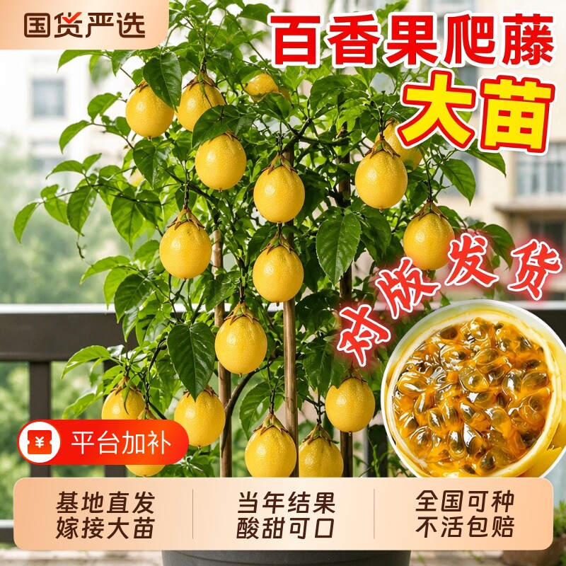 百香果树果苗黄金9号大苗广西纯甜九号四季结果正宗嫁接苗特大果