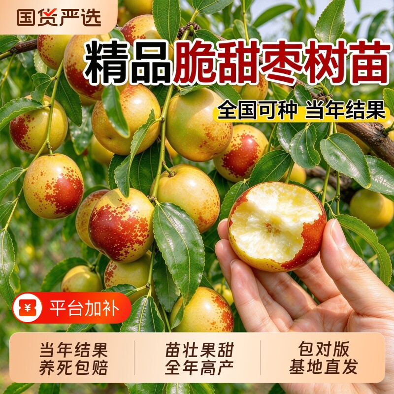 枣树树苗带土嫁接苗大枣四季南北方可种植沾化冬枣子果树苗苹果枣