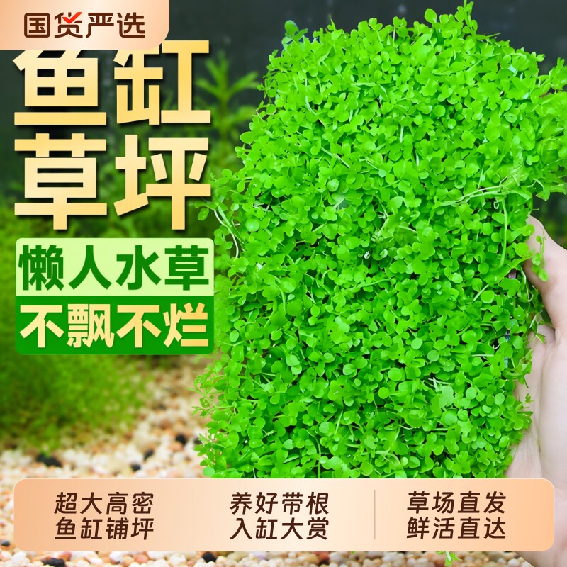 高珍珠趴地矮水草|超6000次加购图片