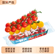 一颗大串番茄串收红黄樱桃西红柿新鲜自然熟孕妇水果生吃柿子蔬菜