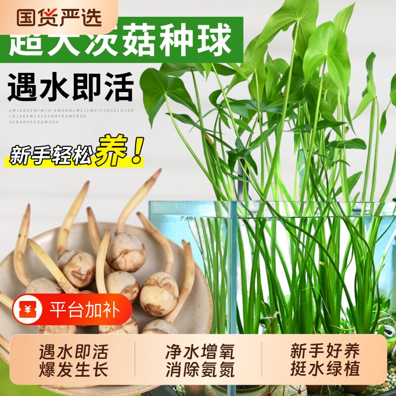 茨菇种球慈姑苗水草水培茨菰阳台净化水质鱼缸造景挺水植物燕尾草