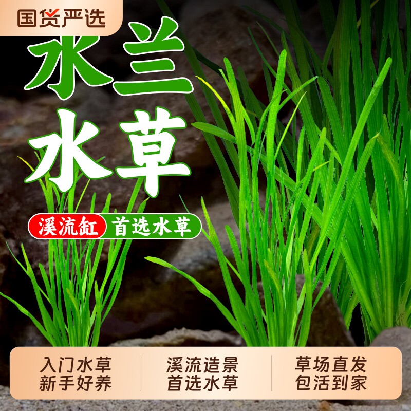 水兰水草大小扭兰龙舌兰细叶阴性新手景鱼缸造景水韭菜草溪流大叶