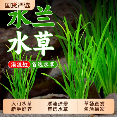 龙舌兰水草大小扭兰|千人加购