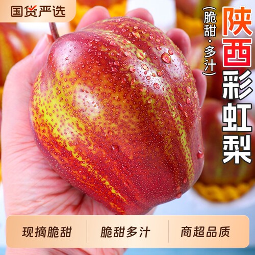 现摘脆甜陕西彩虹梨！商超品质！