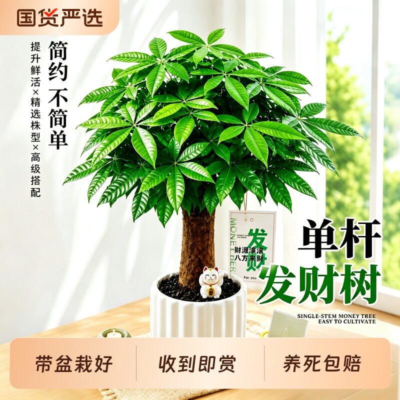 发财树小盆栽摆件办公室桌面绿植室内盆景客厅摇钱树四季懒人好养图片