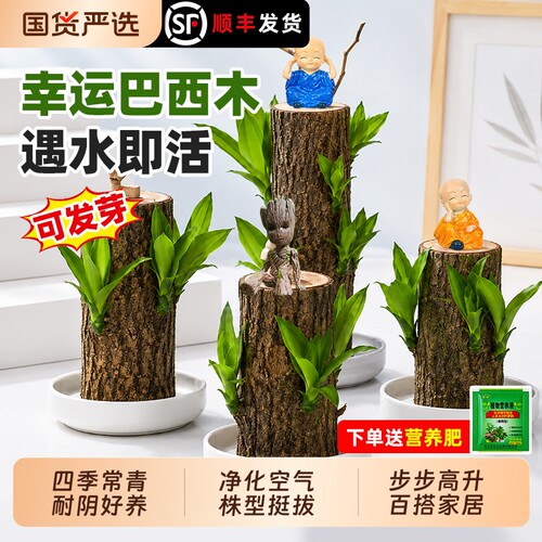 水养巴西木幸运木开花绿植室内盆栽水培植物格鲁特小树人四季带芽