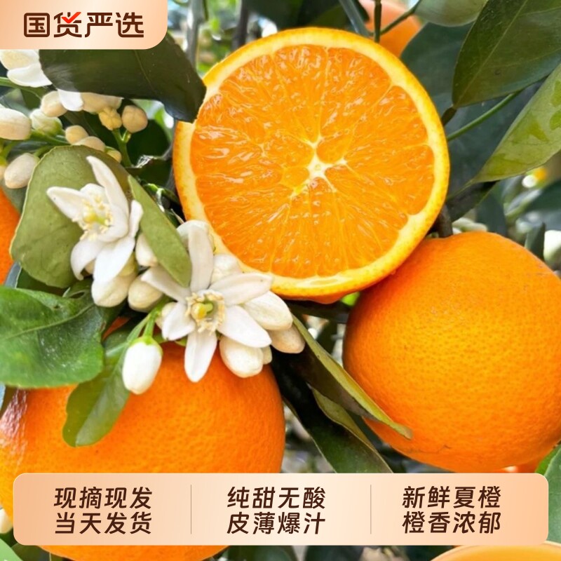 正宗江西脐橙甜橙新鲜夏橙子旗官方旗舰店水果甜现摘手剥夏橙国货图片