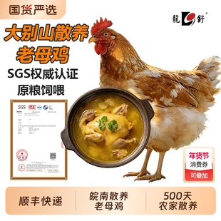 大别山土鸡农家散养老母鸡走地鸡皖南深山散养新鲜现杀生鲜鸡整只