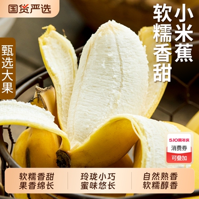 广西小米蕉当季新鲜水果自然熟