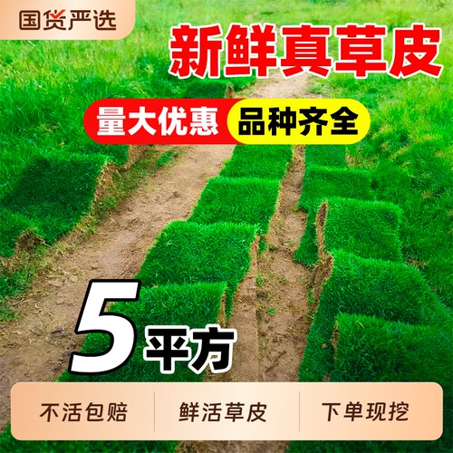 马尼拉草皮真草坪带土别墅花园绿化低矮免修剪四季青地毯草果岭草