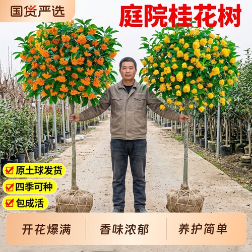 桂花树苗大树四季桂金桂丹桂盆栽南北方种植室外庭院地栽开花植物
