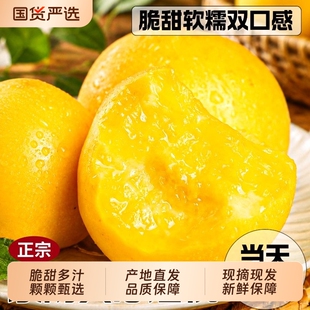 黄金油桃新鲜水果5斤当季现摘黄肉蜜桃脆甜桃子顺丰包邮3黄油桃