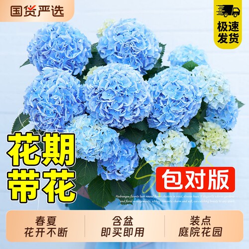 绣球花苗无尽夏庭院阳台
