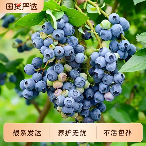 蓝莓树果苗盆栽树苗特大号带果阳台庭院室内南北四季地栽结果树苗