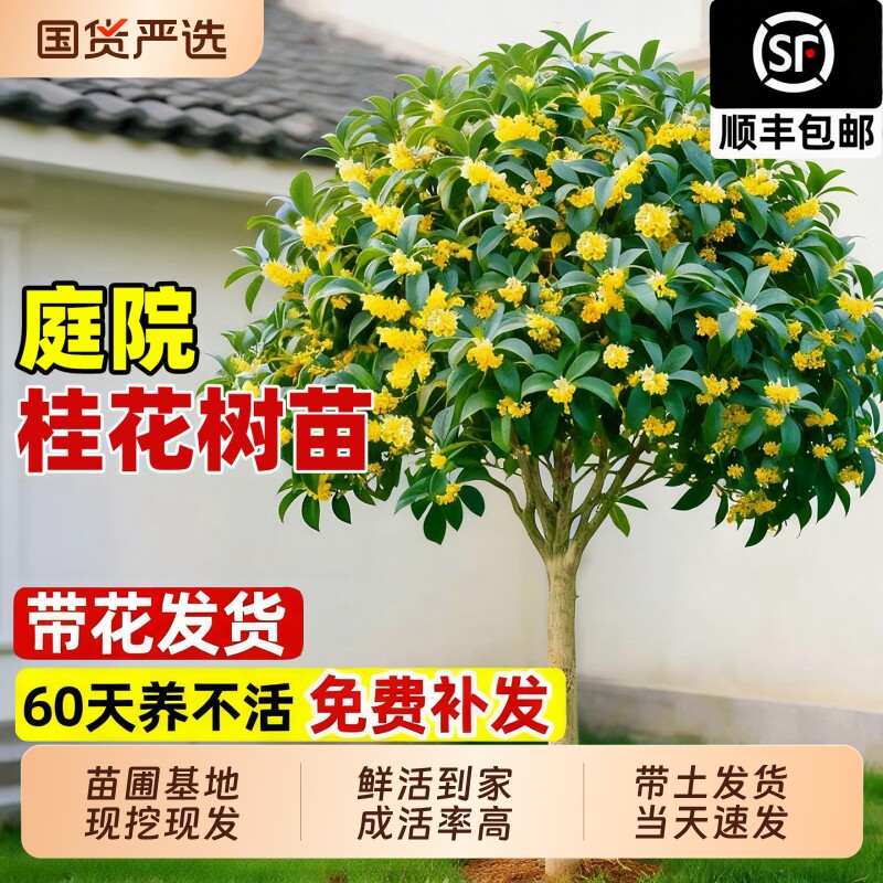 桂花树苗大树四季桂老桩金桂八月桂室外种植庭院别墅地栽花卉绿植图片