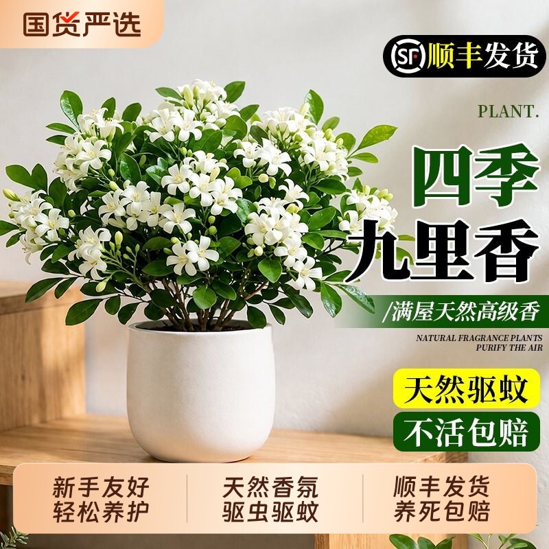 九里香盆栽室内植物绿植桌面花卉懒人好养吊钟花盆盆景水培阳台