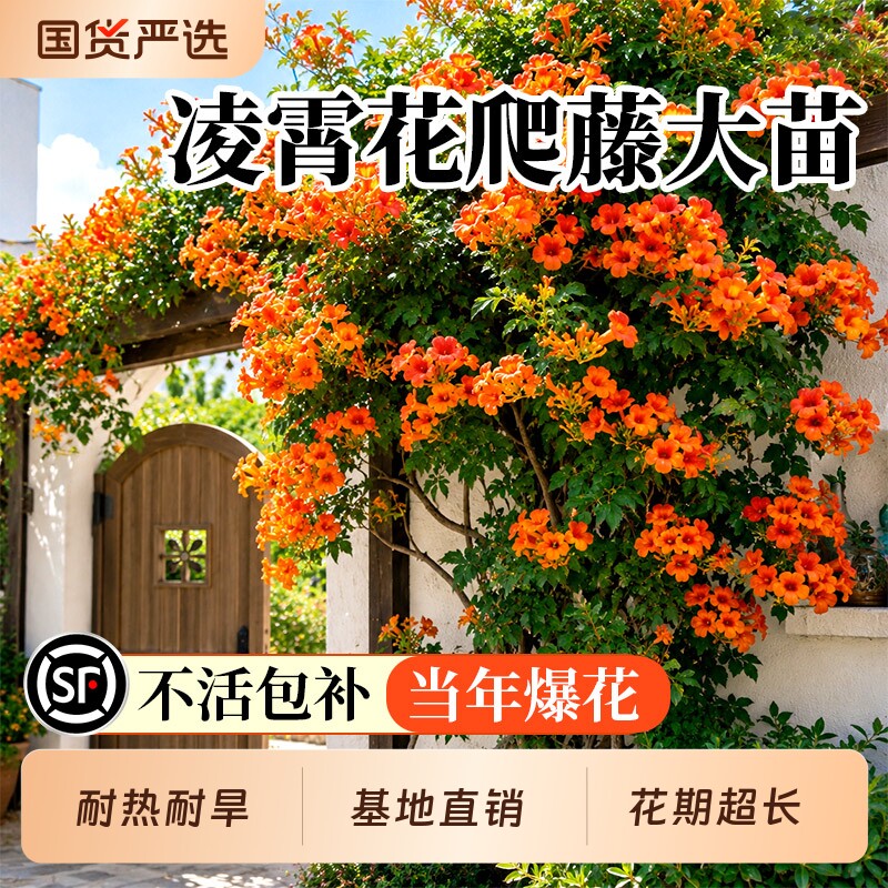 凌霄花爬藤大苗植物四季耐寒美国室外庭院墙炮仗花卉老桩树苗耐热图片