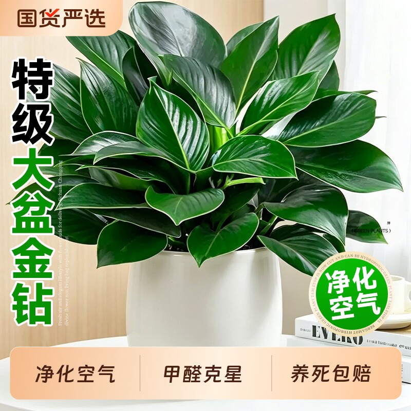 大盆金钻盆栽绿公主水培室内绿植蔓绿绒多肉大叶植物甲醛好养活