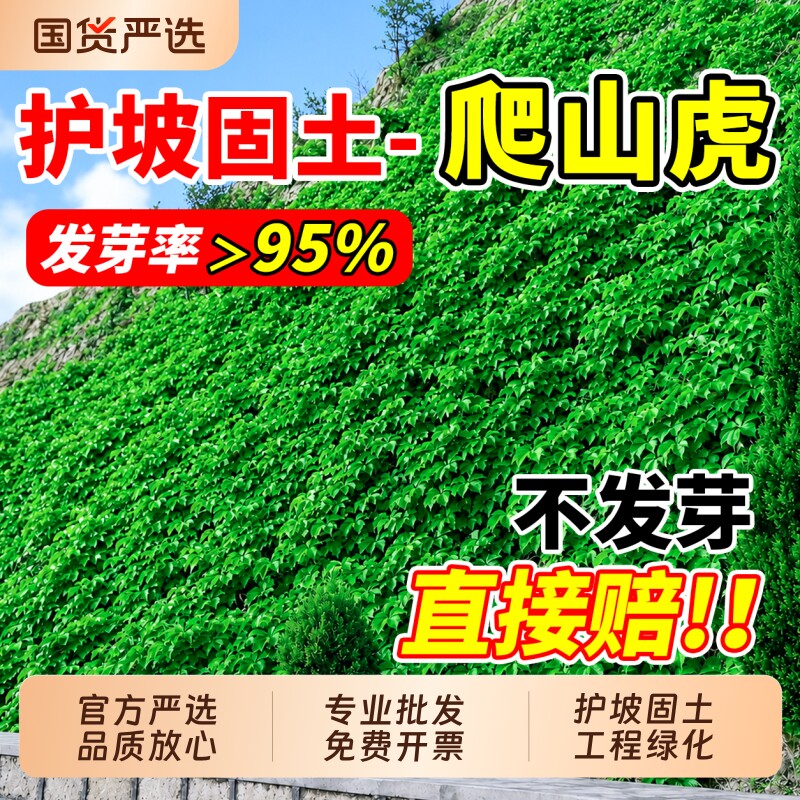 护坡爬山虎种子爬藤植物四季爬墙虎草籽庭院三叶五叶爬山虎种树苗