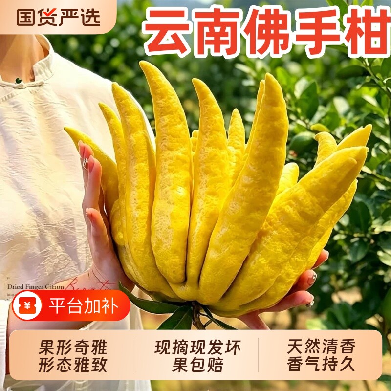 佛手柑鲜果水培植物桌面闻香观赏摆件室内水养绿植新鲜水果现摘
