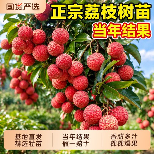 【当年结果】正宗荔枝嫁接果苗