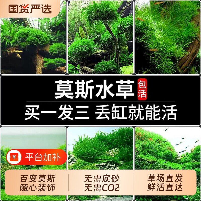 鱼缸莫斯水草水藻植物慕斯片散装树球沉木大三角垂泪前景造景无菌